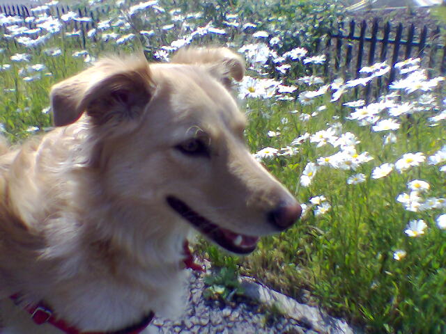 Daisy among the Daisies